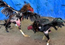 Polres Mamuju Utara Gerebek Arena Judi Sabung Ayam.