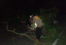 Halangi Jalan, Bhabinkamtibmas Polsek Bambalamotu Bersama Warga Evakuasi Pohon Tumbang