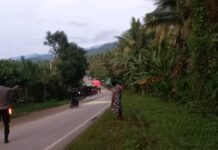 Sigap, Personil Polsek Bambalamotu Melakukan Pengaturan Di TKP Laka Tunggal