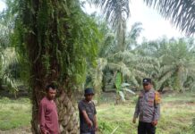 Mendapat Laporan Dari Warga Bhabinkamtibmas Polsek Sarudu Langsung Datangi TKP Dugaan Pencurian Ternak