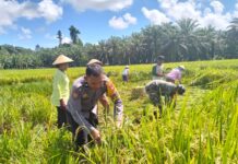 Saat Sambang Bhabinkamtibmas Polsek Pasangkayu Bantu Warga Panen Padi