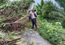 Kapolsek Sarudu Datangi Lokasi Tanah Longsor dan Gotong Royong Bersama Warga