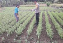 Dukung Ketahanan Pangan, Bhabinkamtibmas Polsek Pasangkayu Sambangi Warga