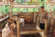 Dukung Ketahanan Pangan, Kasat Binmas Polres Pasangkayu Aktif Kunjungi Warga Binaan