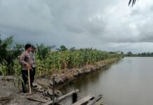 Bhabinkamtibmas Polsek Pasangkayu Dukung Program Ketahanan Pangan di Desa Pajalele