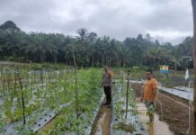 Bhabinkamtibmas Polsek Baras Tinjau Lahan Pekarangan Pangan Desa Bukit Harapan