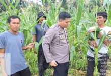 Dukung Swasembada Pangan, Bhabinkamtibmas Polsek Bambalamotu Jalin Kerjasama dengan Kelompok Tani