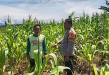 Bhabinkamtibmas Polsek Sarudu Kolaborasi Demgan Warga Mewujudkan Ketahanan Pangan