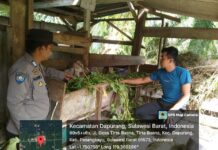 Usai Mengikuti Kegiatan Latkatpuan, Bhabinkamtibmas Polsek Sarudu Sambangi Peternak Kambing