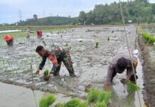 Dukung Percepatan Asta Cita Presiden, Bhabinkamtibmas Polsek Bambalamotu Bantu Petani Tanam Padi