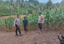 Kapolsek Pasangkayu Bersama Bhabinkamtibmas Sambangi Petani Jagung