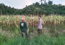 Bhabinkamtibmas Polsek Sarudu Pantau Lahan Jagung, Dukung Ketahanan Pangan Nasional