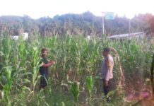 Bentuk Dukungan, Bhabinkamtibmas Polsek Pasangkayu Pantau Warga Petani Jagung