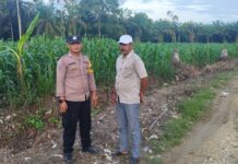 Ketahanan Pangan, Bhabinkamtibmas Polres Pasangkayu Sambang Ke Petani Jagung