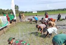 Kapolsek Bambalamotu Hadiri Gerakan Tanam Serentak, Tingkatkan Swasembada Pangan Di Kabupaten Pasangkayu
