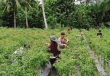 Bhabinkamtibmas Polsek Bambalamotu Sambangi Perkebunan Cabai Warga Binaan