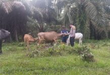 Cegah PMK pada Hewan Ternak, Bhabinkamtibmas Polsek Bambalamotu Lakukan Pemantauan Di Desa Binaan.
