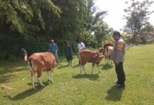 Mendorong Percepatan Penanganan PMK Bhabinkamtibmas Polsek Sarudu Sambangi Peternak Sapi