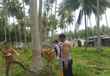 Cegah PMK, Bhabinkamtibmas Polsek Bambalamotu Lakukan Pendampingan Pemberian Vitamin dan Vaksinasi Hewan Ternak