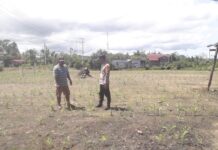 Bhabinkamtibmas Polsek Pasangkayu Pantau Lahan Jagung untuk Ketahanan Pangan Nasional