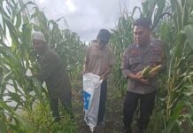 Panen Perdana Jagung di Tikke Raya, Polsek Pasangkayu Dukungan Nyata untuk Ketahanan Pangan