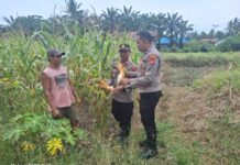 Kapolsek Pasangkayu Bersama Warga, Panen Jagung Perdana Ketahanan Pangan Di Desa Gunung Sari