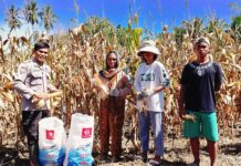 Bhabinkamtibmas Polsek Bambalamotu Panen Jagung Bersama Warga Binaan