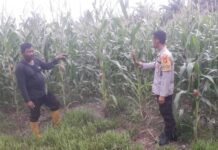 Bhabinkamtibmas Polres Pasangkayu Lakukan Pengecekan Tanaman Jagung Warga Binaan