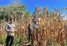 Bhabinkamtibmas Polres Pasangkayu Panen Jagung Bersama Kelompok Tani Desa Kalola