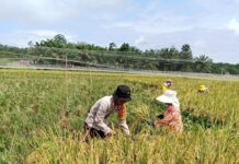 Bhabinkamtibmas Polsek Sarudu Sambang dan Bantu Warga Panen Padi