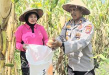 Perkuat Ketahanan Pangan, Kapolsek Pasangkayu Dan Bhayangkari Panen Jagung Bersama Warga
