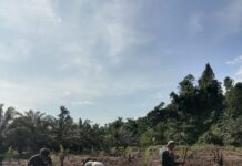 Bhabinkamtibmas Polsek Sarudu Bantu Tanam Jagung, Warga Apresiasi Dengan Kepedulian Polri