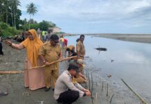 Peduli Lingkungan, Bhabinkamtibmas Polsek Sarudu Bersama Dinas Lingkungan Hidup Lakukan Penanaman Pohon Mangrove