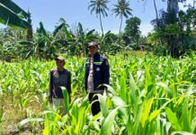 Bhabinkamtibmas Polsek Bambalamotu Sambangi Petani Jagung