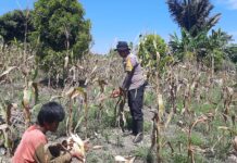 Bhabinkamtibmas Polsek Bambalamotu Polres Pasangkayu Bantu Warga Panen Jagung