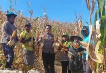 Bhabinkamtibmas Polsek Bambalamotu Panen Jagung Bersama Warga