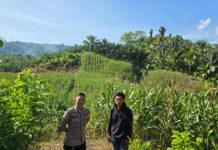 Bhabinkamtibmas Polsek Bambalamotu Sambangi Petani Jagung Di Desa Letawa