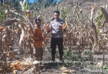 Bhabinkamtibmas Polsek Bambalamotu Bantu Warga Panen Jagung Di Randomayang