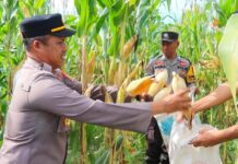 Kapolsek Pasangkayu Dan Bhabinkamtibmas Panen Jagung Bersama Warga Binaan