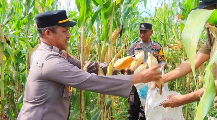 WhatsApp Image 2025-05-24 at 08.45.28