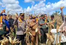 Kapolres Pasangkayu Mengikuti Panen Raya Jagung Serentak Kuartal II Secara Virtual di Kebun Jagung Desa Ako POLRES PASANGKAYU – Dukung swasembada pangan nasional, Kapolres Pasangkayu AKBP Joko Kusumadinata S.H, S.I.K bersama Forkopimda Kabupaten Pasangkayu mengikuti Panen Raya Jagung Serentak Kuartal II secara Virtual di Desa Ako Kecamatan Pasangkayu Kabupaten Pasangkayu Sulawesi Barat. Turut hadir pada kegiatan Bupati Pasangkayu H. Yaumil Ambo Djiwa S.H, Dandim 1427/Pasangkayu Letko Czi Doni Siswanto, Wakapolres Pasangkayu Kompol Syaiful Isnaini S.E, S.I.K, M.Si, Para PJU Polres Pasangkayu, Kapolsek Pasangkay AKP Mustamir S.H, M.H, Perwakilan dari Perusahaan, Para Penyulu Pertanian Kabupaten Pasangkayu dan Masyarakat setempat. Panen Raya Jagung serentak Kuartal II secara virtual di pimpin langsung oleh Presiden RI Prabowo Subianto dari di Dusun Kandasan, Desa Bange, Sanggau Ledo, Bengkayang, Kalimantan Barat (Kalbar) Kamis (5/6/2025), Acara panen serentak digelar secara hybrid oleh 36 provinsi. Prabowo tak hanya memimpin panen raya jagung serentak, tetapi juga meresmikan pembangunan 18 gudang penampungan hasil jagung dari kelompok petani binaan Polri. Selain itu Prabowo juga akan meresmikan pabrik dryer jagung di lokasi. Kemudian Presiden Prabowo akan memimpin pelepasan ekspor perdana hasil panen jagung ke Kuching, Malaysia. Presiden Republik Indonesia Prabowo Subianto dalam sambutannya menyampaikan penghargaan dan apresiasi yang setinggi-tingginya kepada Kapolri dan seluruh jajaran Polri. Hari ini saya merasa besar hati dan sangat bahagia. Beberapa waktu yang lalu, kita telah melihat tanda-tanda awal keberhasilan di bidang produksi pangan, khususnya komoditas beras. Ini adalah capaian yang patut kita syukuri, meskipun bukan waktunya untuk cepat puas. Kita harus tetap objektif dan jujur dalam menilai hasil yang telah dicapai, serta memahami bahwa masih ada perjalanan panjang yang harus kita tempuh. “Jika kita bekerja tanpa arah maka tenaga kita hanya akan terbuang sia-sia. Tapi jika kita tahu posisi kita saat ini dan tahu ke mana arah tujuan kita, maka kita bisa bekerja dengan lebih percaya diri. Dan hari ini saya yakin, kita berada di jalur yang benar” Humas Polres Pasangkayu