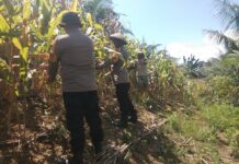 Peduli Ketahanan Pangan, Kapolsek Sarudu Dan Bhabinkamtibmas Ikut Serta Panen Jagung Bersama Warga