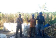 Bhabinkamtibmas Polsek Bambalamotu Dukung Ketahanan Pangan Lewat Panen Jagung di Desa Kasoloang