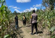 Dukung Ketahanan Pangan Bhabinkamtibmas Polsek Sarudu Sambangi Warga Petani Jagung