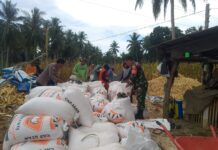 Dukung Ketahanan Pangan Bhabinkamtibmas dan Babinsa Bersinergi Panen Jagung Bersama Petani