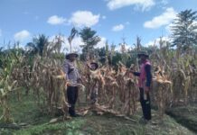 Bhabinkamtibmas Polsek Sarudu sambangi petani jagung di Desa Taranggi, beri motivasi dan dukungan ketahanan pangan.