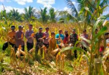 Kapolsek Bambalamotu Panen Jagung Serentak se Indonesia Secara Virtual dari Desa Randomayang