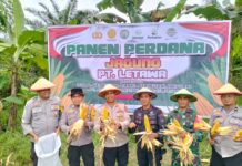 Polsek Pasangkayu Panen Jagung Bersama Karyawan PT Letawa Di Desa Makmur Jaya