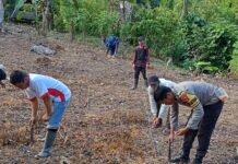 Bhabinkamtibmas Polsek Bambalamotu Gandeng Warga Tanam Jagung Di Desa Kalola