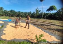 Sinergi Polri dan Warga: Bhabinkamtibmas Polsek Baras Turun Langsung Panen Jagung